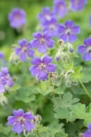 Geranium renardii Philippe Vapelle 9 cm Topf - Größe nach Saison