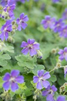 Geranium renardii Philippe Vapelle 9 cm Topf - Größe nach Saison