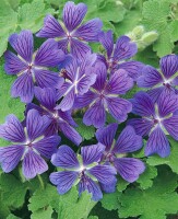 Geranium renardii Philippe Vapelle 9 cm Topf - Größe nach Saison