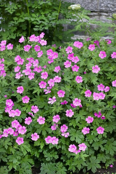 Geranium sanguineum Elke 9 cm Topf - Größe nach Saison