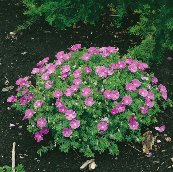 Geranium sanguineum Nanum 9 cm Topf - Größe nach Saison