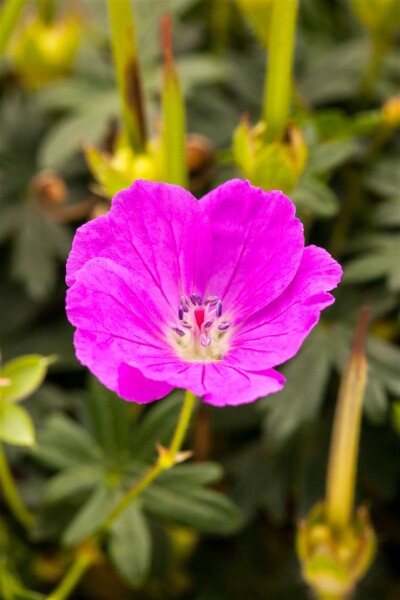 Geranium sanguineum Shooting Star 9 cm Topf - Größe nach Saison