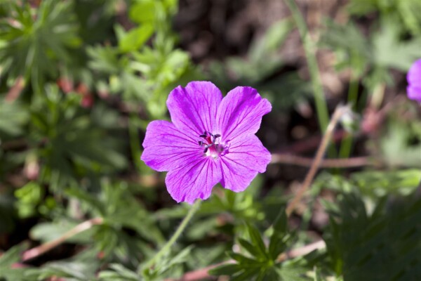 Geranium sanguineum Tiny Monster 9 cm Topf - Größe nach Saison