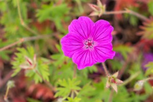 Geranium sanguineum Tiny Monster 9 cm Topf - Größe nach Saison