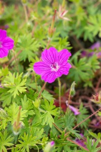 Geranium sanguineum Tiny Monster 9 cm Topf - Größe nach Saison