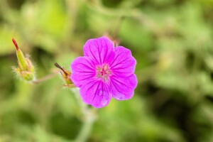 Geranium sanguineum Tiny Monster 9 cm Topf - Größe nach Saison