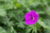 Geranium sanguineum Tiny Monster 9 cm Topf - Größe nach Saison