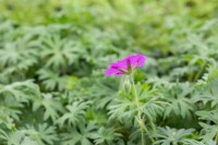 Geranium sanguineum Tiny Monster 9 cm Topf - Größe nach Saison