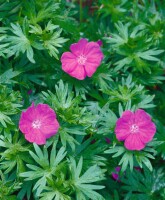 Geranium sanguineum Tiny Monster 9 cm Topf - Größe nach Saison