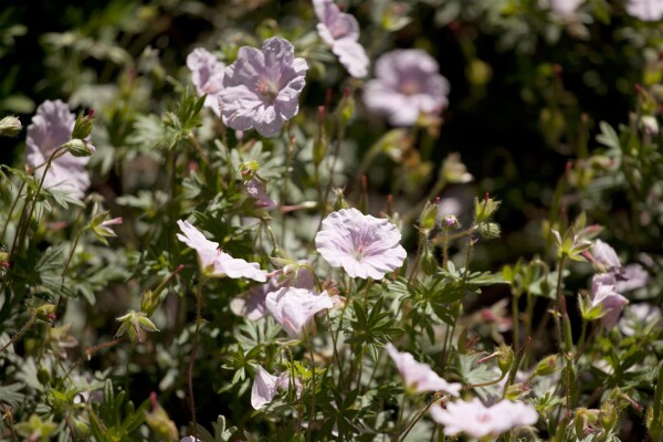 Geranium sanguineum var.striatum 9 cm Topf - Größe nach Saison