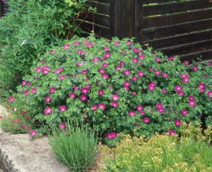 Geranium sanguineum var.striatum 9 cm Topf - Größe nach Saison