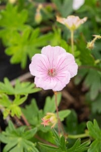 Geranium sanguineum var.striatum 9 cm Topf - Größe nach Saison