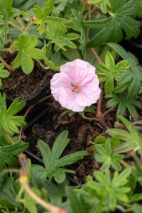 Geranium sanguineum var.striatum 9 cm Topf - Größe nach Saison