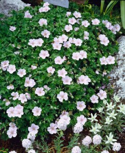 Geranium sanguineum var.striatum 9 cm Topf - Größe nach Saison