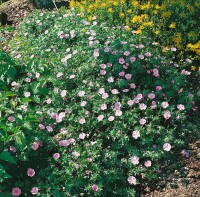 Geranium sanguineum var.striatum 9 cm Topf - Größe nach Saison