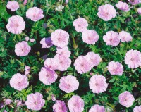 Geranium sanguineum var.striatum 9 cm Topf - Größe nach Saison