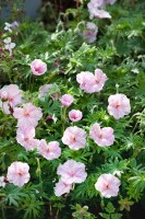 Geranium sanguineum var.striatum 9 cm Topf - Größe nach Saison