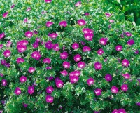 Geranium sanguineum var.striatum 9 cm Topf - Größe nach Saison