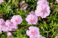 Geranium sanguineum var.striatum 9 cm Topf - Größe nach Saison