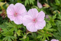 Geranium sanguineum var.striatum 9 cm Topf - Größe nach Saison