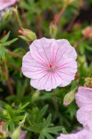 Geranium sanguineum var.striatum 9 cm Topf - Größe nach Saison