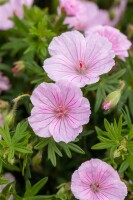 Geranium sanguineum var.striatum 9 cm Topf - Größe nach Saison