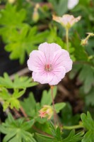 Geranium sanguineum var.striatum 9 cm Topf - Größe nach Saison