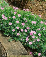 Geranium sanguineum var.striatum 9 cm Topf - Größe nach Saison