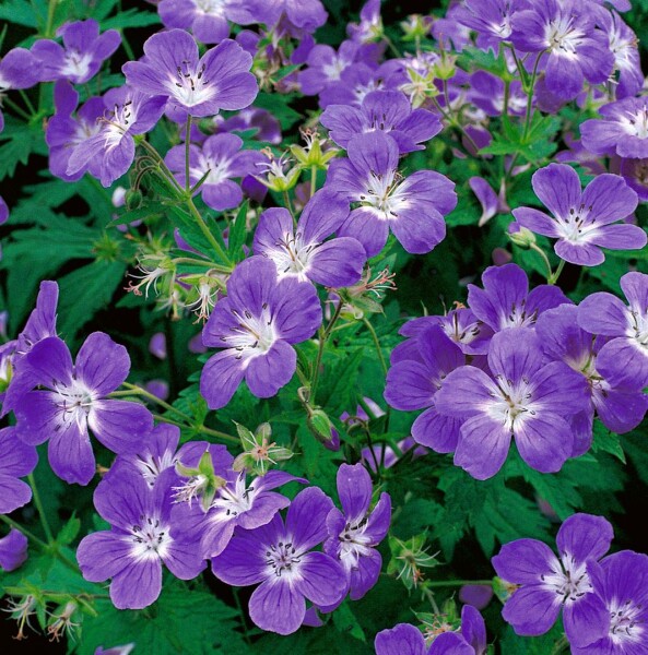 Geranium sylvaticum 9 cm Topf - Größe nach Saison