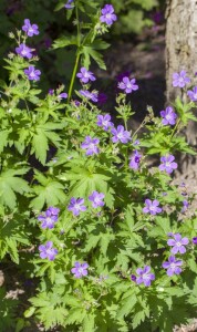 Geranium sylvaticum 9 cm Topf - Größe nach Saison