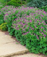 Geranium sylvaticum 9 cm Topf - Größe nach Saison