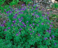 Geranium sylvaticum 9 cm Topf - Größe nach Saison