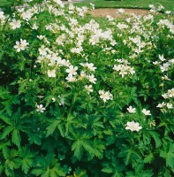 Geranium sylvaticum 9 cm Topf - Größe nach Saison