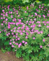 Geranium sylvaticum 9 cm Topf - Größe nach Saison