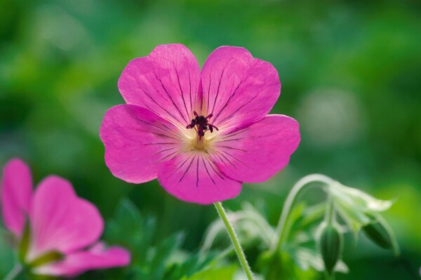 Geranium wallichianum Pink Penny  -R- 11 cm Topf - Größe nach Saison