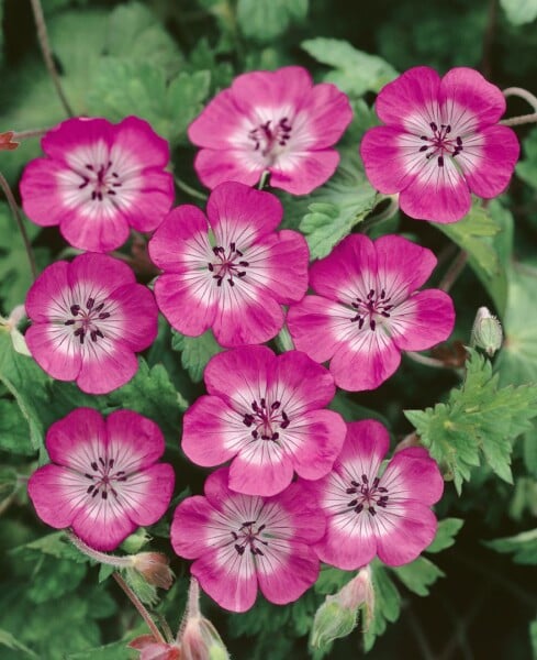 Geranium wallichianum Sweet Heidy 11 cm Topf - Größe nach Saison