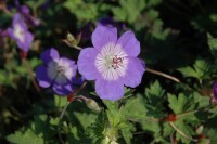 Geranium wallichianum Sweet Heidy 11 cm Topf - Größe nach Saison