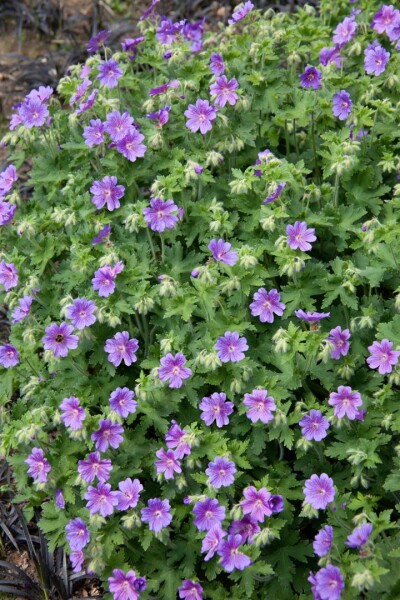 Geranium x magnificum Anemoniflorum 9 cm Topf - Größe nach Saison