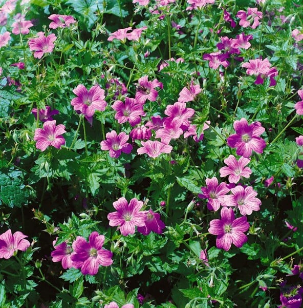 Geranium x oxonianum Claridge Druce 9 cm Topf - Größe nach Saison