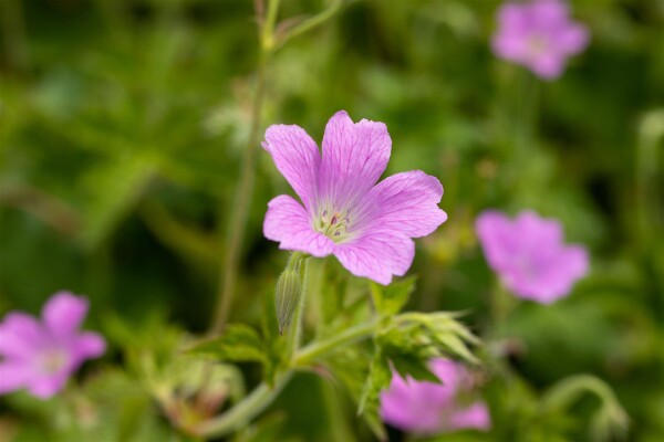 Geranium x oxonianum Rose Clair 9 cm Topf - Größe nach Saison