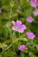 Geranium x oxonianum Rose Clair 9 cm Topf - Größe nach Saison