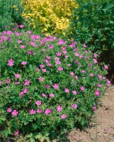 Geranium x oxonianum Rosenlicht 9 cm Topf - Größe nach Saison