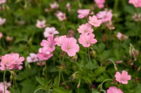 Geranium x oxonianum Rosenlicht 9 cm Topf - Größe nach Saison