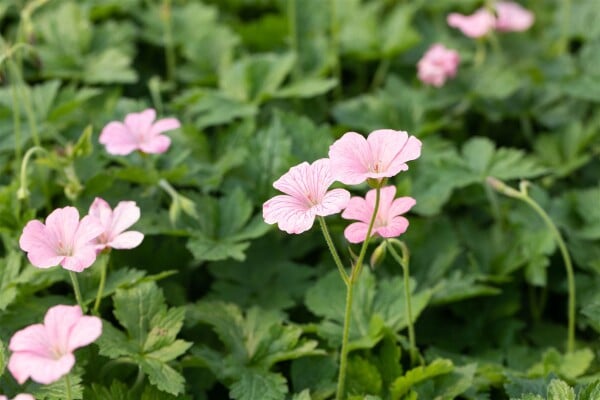 Geranium x oxonianum Wargrave Pink 9 cm Topf - Größe nach Saison