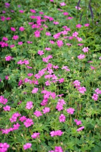 Geranium x oxonianum Wargrave Pink 9 cm Topf - Größe nach Saison