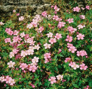 Geranium x oxonianum Wargrave Pink 9 cm Topf - Größe nach Saison