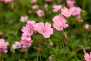 Geranium x oxonianum Wargrave Pink 9 cm Topf - Größe nach Saison