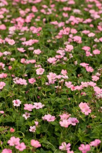 Geranium x oxonianum Wargrave Pink 9 cm Topf - Größe nach Saison