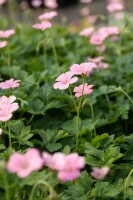 Geranium x oxonianum Wargrave Pink 9 cm Topf - Größe nach Saison