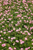 Geranium x oxonianum Wargrave Pink 9 cm Topf - Größe nach Saison